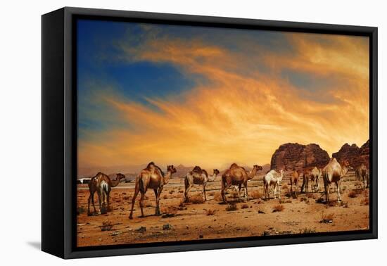 Camels In Wadi Rum-hitdelight-Framed Stretched Canvas