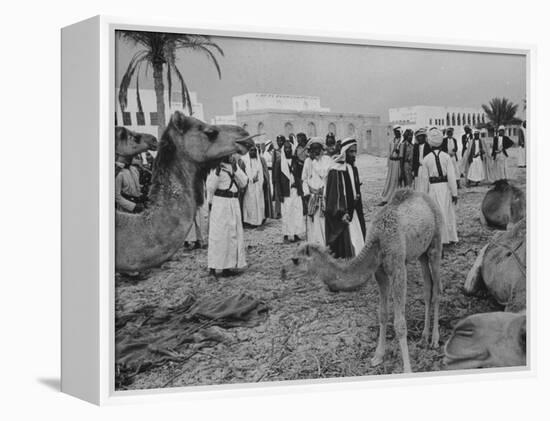 Camels Inspected by Sheik Shakhbut, Ruler of Oil-Rich Kingdom, with Other Arabs-Ralph Crane-Framed Premier Image Canvas