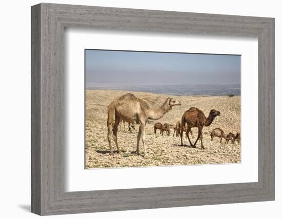 Camels Near the Dead Sea, Jordan, Middle East-Richard Maschmeyer-Framed Photographic Print