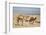 Camels Near the Dead Sea, Jordan, Middle East-Richard Maschmeyer-Framed Photographic Print