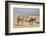 Camels Near the Dead Sea, Jordan, Middle East-Richard Maschmeyer-Framed Photographic Print