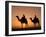 Camels Near the Pyramids at Giza, Cairo, Egypt-Doug Pearson-Framed Photographic Print