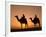 Camels Near the Pyramids at Giza, Cairo, Egypt-Doug Pearson-Framed Photographic Print