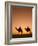 Camels Near the Pyramids at Giza, Cairo, Egypt-Doug Pearson-Framed Photographic Print