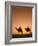 Camels Near the Pyramids at Giza, Cairo, Egypt-Doug Pearson-Framed Photographic Print