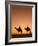 Camels Near the Pyramids at Giza, Cairo, Egypt-Doug Pearson-Framed Photographic Print