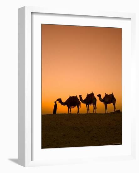 Camels Near the Pyramids at Giza, Cairo, Egypt-Doug Pearson-Framed Photographic Print