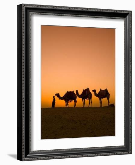 Camels Near the Pyramids at Giza, Cairo, Egypt-Doug Pearson-Framed Photographic Print