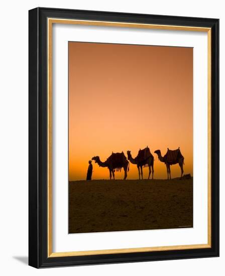 Camels Near the Pyramids at Giza, Cairo, Egypt-Doug Pearson-Framed Photographic Print