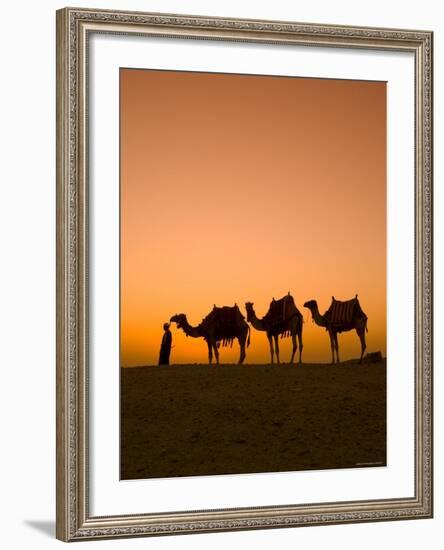 Camels Near the Pyramids at Giza, Cairo, Egypt-Doug Pearson-Framed Photographic Print