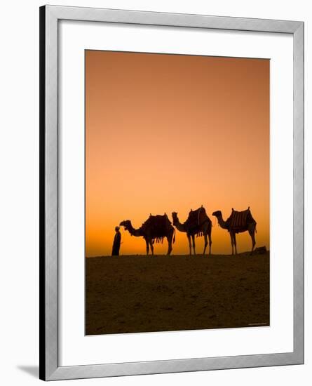 Camels Near the Pyramids at Giza, Cairo, Egypt-Doug Pearson-Framed Photographic Print