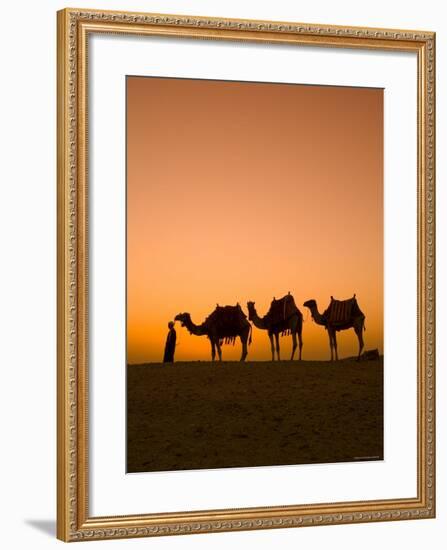 Camels Near the Pyramids at Giza, Cairo, Egypt-Doug Pearson-Framed Photographic Print