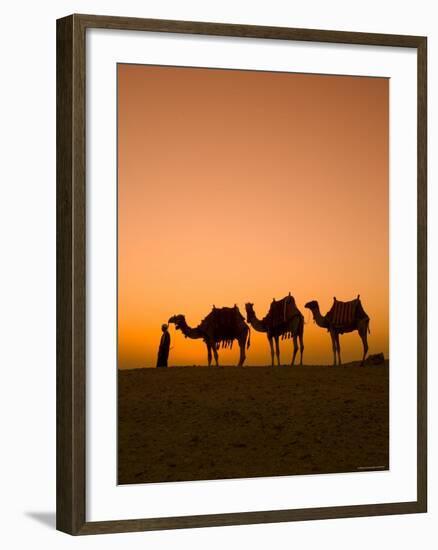 Camels Near the Pyramids at Giza, Cairo, Egypt-Doug Pearson-Framed Photographic Print