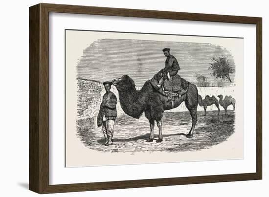 Camels of the North of China-null-Framed Giclee Print