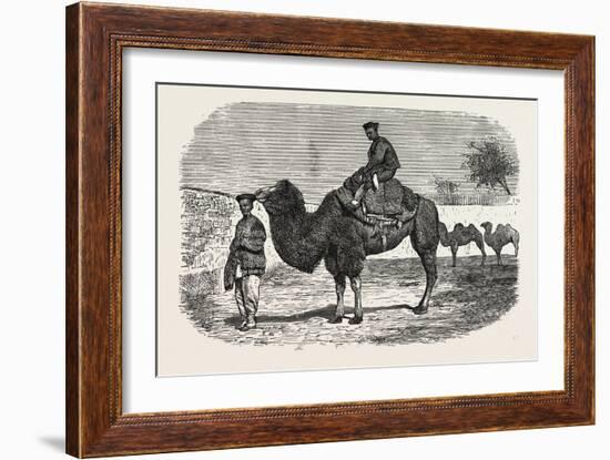 Camels of the North of China-null-Framed Giclee Print