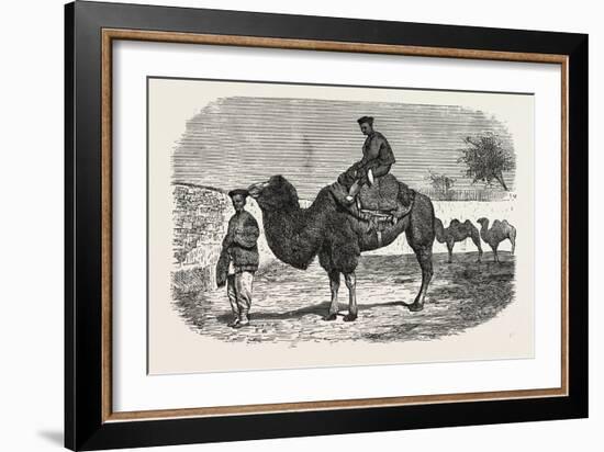 Camels of the North of China-null-Framed Giclee Print