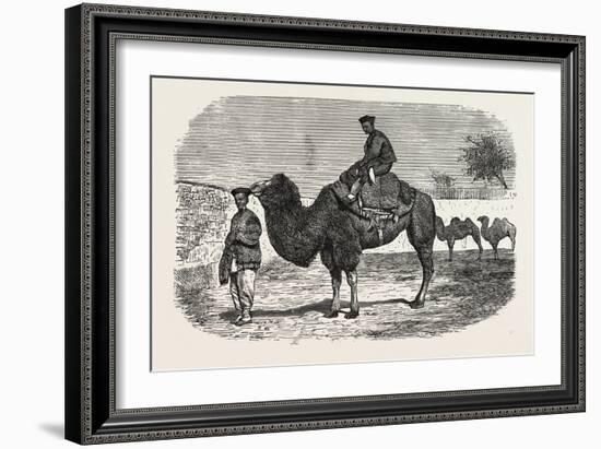 Camels of the North of China-null-Framed Giclee Print