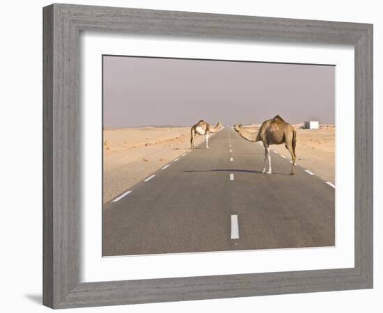 Camels Standing on the Road Between Nouadhibou and Nouakchott, Mauritania, Africa-Michael Runkel-Framed Photographic Print