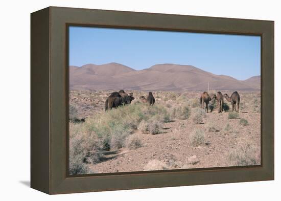 Camels, Trans Atlas Road, Morocco-Vivienne Sharp-Framed Premier Image Canvas