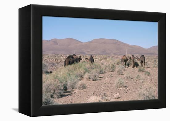 Camels, Trans Atlas Road, Morocco-Vivienne Sharp-Framed Premier Image Canvas