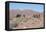 Camels, Trans Atlas Road, Morocco-Vivienne Sharp-Framed Premier Image Canvas