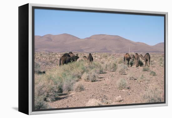 Camels, Trans Atlas Road, Morocco-Vivienne Sharp-Framed Premier Image Canvas