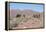 Camels, Trans Atlas Road, Morocco-Vivienne Sharp-Framed Premier Image Canvas