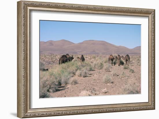 Camels, Trans Atlas Road, Morocco-Vivienne Sharp-Framed Photographic Print