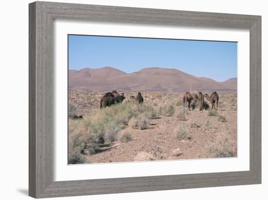 Camels, Trans Atlas Road, Morocco-Vivienne Sharp-Framed Photographic Print