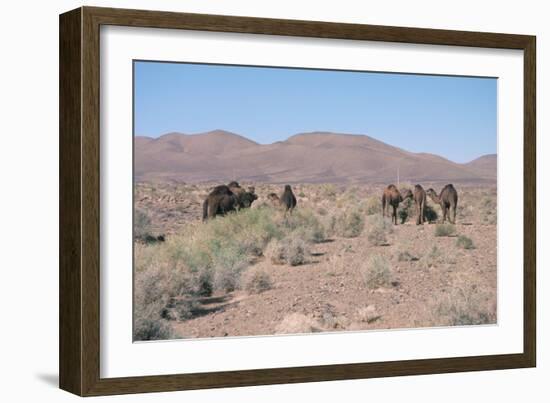 Camels, Trans Atlas Road, Morocco-Vivienne Sharp-Framed Photographic Print