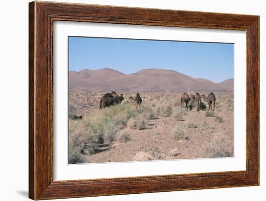 Camels, Trans Atlas Road, Morocco-Vivienne Sharp-Framed Photographic Print