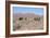 Camels, Trans Atlas Road, Morocco-Vivienne Sharp-Framed Photographic Print