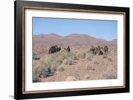 Camels, Trans Atlas Road, Morocco-Vivienne Sharp-Framed Photographic Print