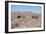 Camels, Trans Atlas Road, Morocco-Vivienne Sharp-Framed Photographic Print