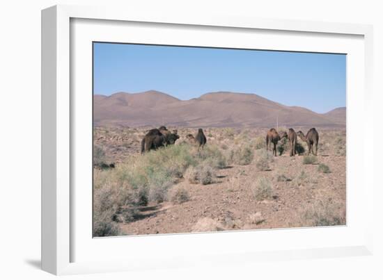 Camels, Trans Atlas Road, Morocco-Vivienne Sharp-Framed Photographic Print