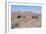 Camels, Trans Atlas Road, Morocco-Vivienne Sharp-Framed Photographic Print