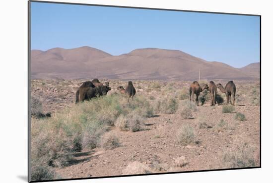Camels, Trans Atlas Road, Morocco-Vivienne Sharp-Mounted Photographic Print