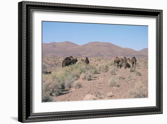 Camels, Trans Atlas Road, Morocco-Vivienne Sharp-Framed Photographic Print