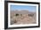 Camels, Trans Atlas Road, Morocco-Vivienne Sharp-Framed Photographic Print