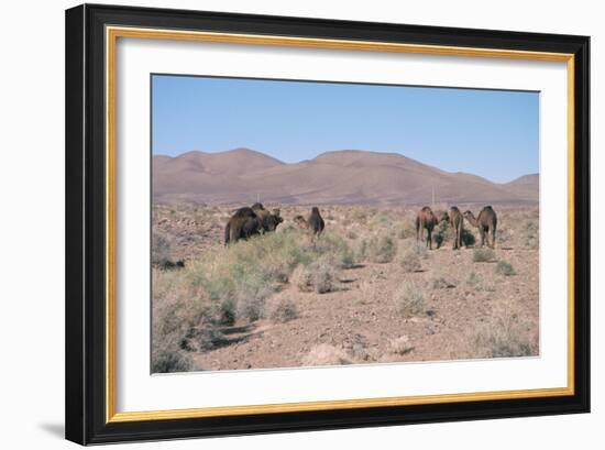 Camels, Trans Atlas Road, Morocco-Vivienne Sharp-Framed Photographic Print