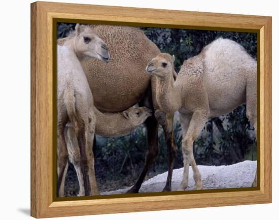 Camels-Henry Horenstein-Framed Premier Image Canvas