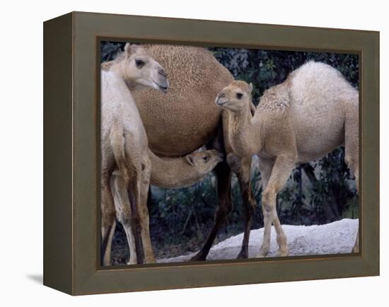 Camels-Henry Horenstein-Framed Premier Image Canvas