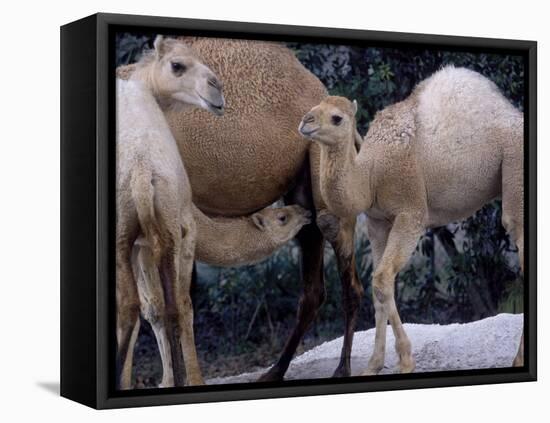 Camels-Henry Horenstein-Framed Premier Image Canvas