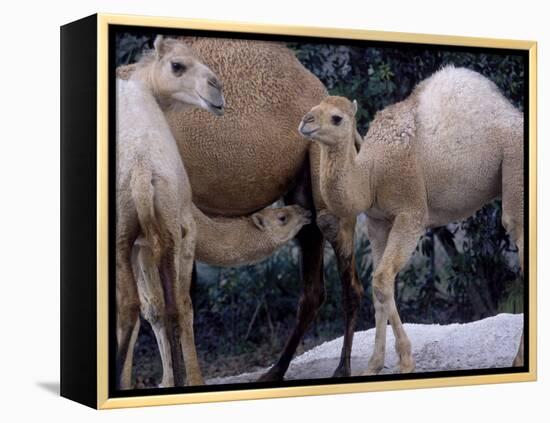 Camels-Henry Horenstein-Framed Premier Image Canvas