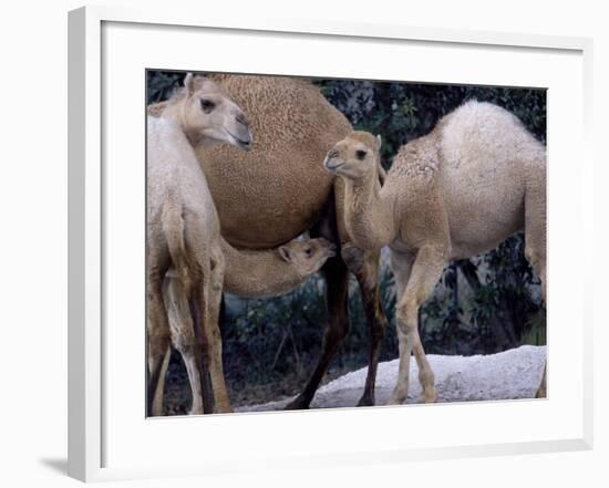 Camels-Henry Horenstein-Framed Photographic Print