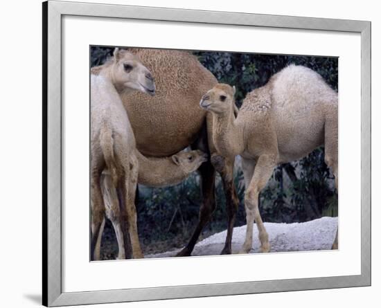 Camels-Henry Horenstein-Framed Photographic Print