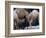 Camels-Henry Horenstein-Framed Photographic Print