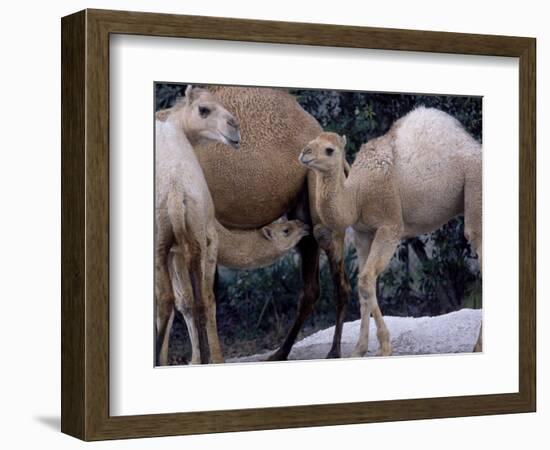 Camels-Henry Horenstein-Framed Photographic Print