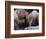 Camels-Henry Horenstein-Framed Photographic Print