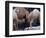 Camels-Henry Horenstein-Framed Photographic Print